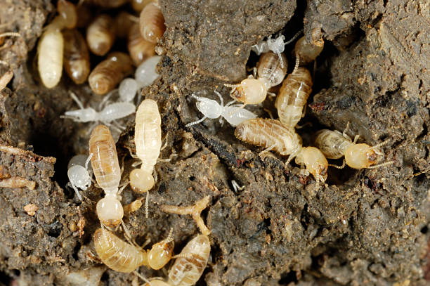 termites - termite soil stock-fotos und bilder