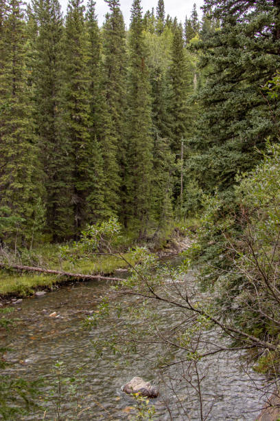 istock PRA Burnt Timber, MD of Big Horn, alberta, Canada 1827095455