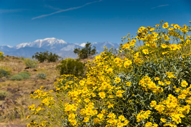 노란색 사막 꽃 팜 스프링스, 캘리포니아 스톡 사진