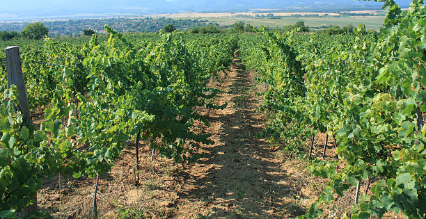 istock Rows of young grape vines growing 182709602