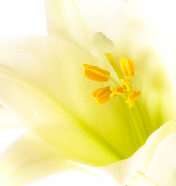 istock Macro of white Easter lily flower 182709634