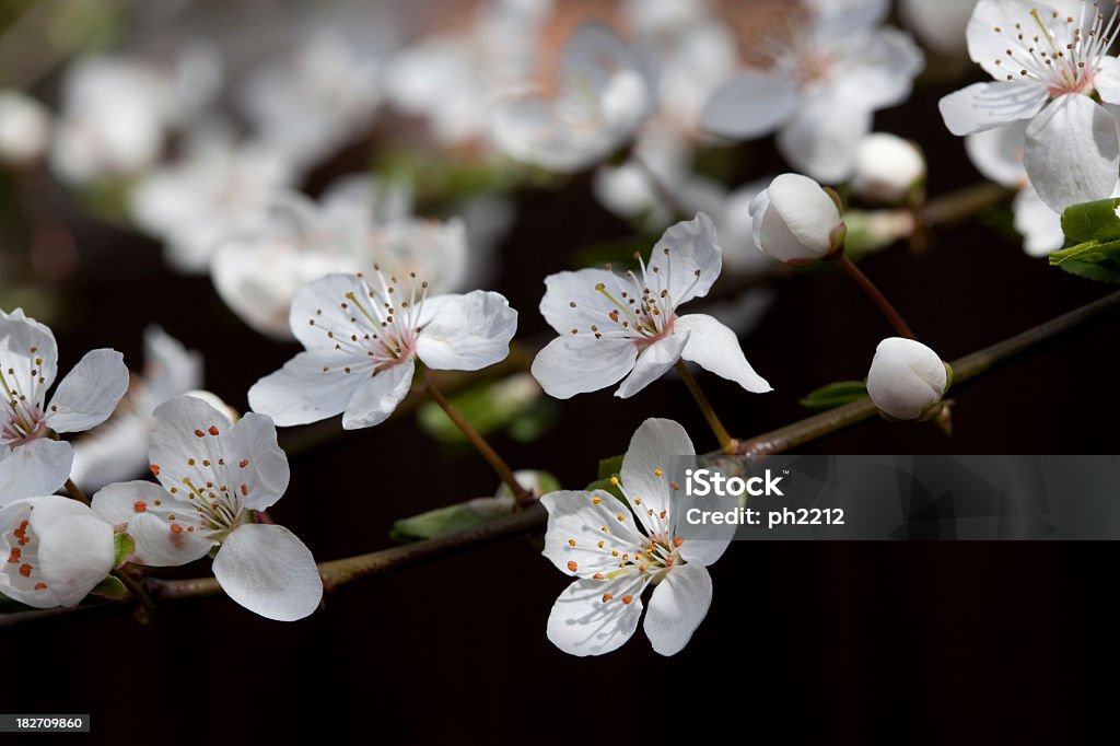 Hawthorn - Lizenzfrei Ast - Pflanzenbestandteil Stock-Foto