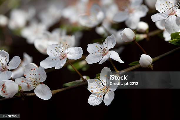 Hawthorn Stockfoto und mehr Bilder von Ast - Pflanzenbestandteil - Ast - Pflanzenbestandteil, Baum, Blume