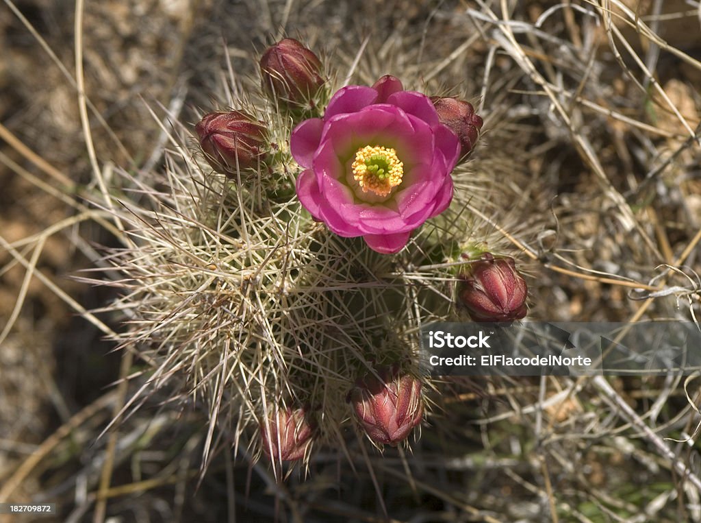 Rosso fiorente Echinocereus triglochidiatus - Foto stock royalty-free di Ago - Parte della pianta