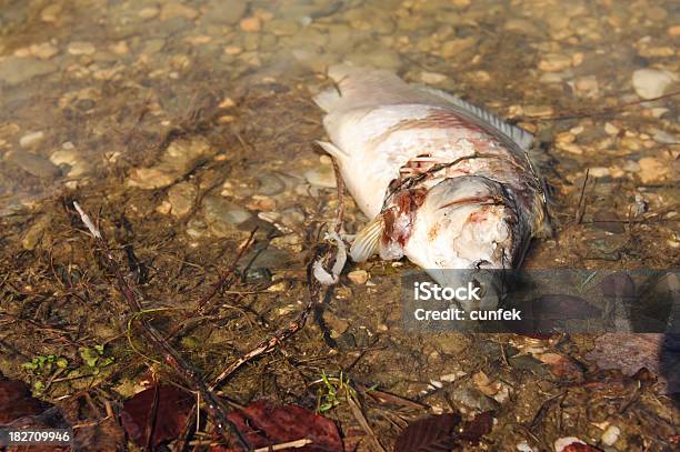 Peixes Mortos - Fotografias de stock e mais imagens de Acidente - Conceito - Acidente - Conceito, Alga, Animal