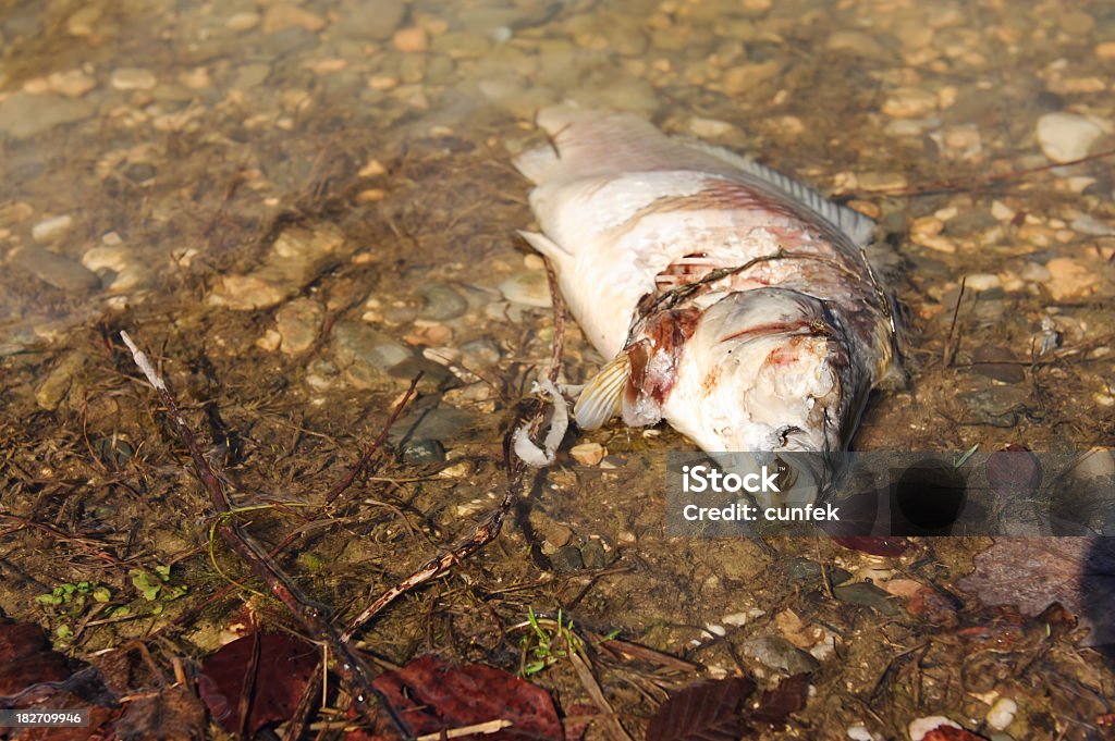 Мертвая рыба - Стоковые фото Brackish Water роялти-фри