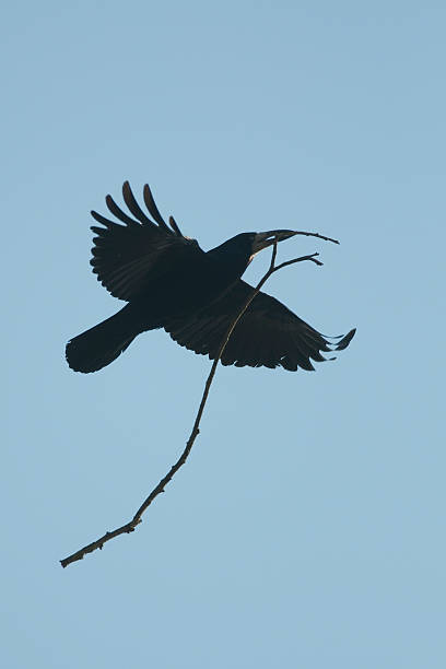 nidificazione corvo del trasporto di materiale (corvus frugilegus - crows nest foto e immagini stock