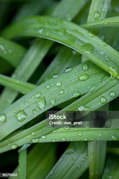 Foto de Camadas De Grama e mais fotos de stock de Abstrato - Abstrato, Chuva, Efeito de várias camadas