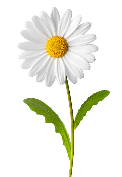 daisy - - marguerite stock-fotos und bilder