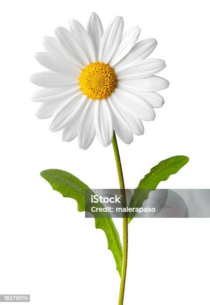 Daisy Stockfoto und mehr Bilder von Gänseblümchen - Gattung - Gänseblümchen - Gattung, Blume, Kamillenblüte