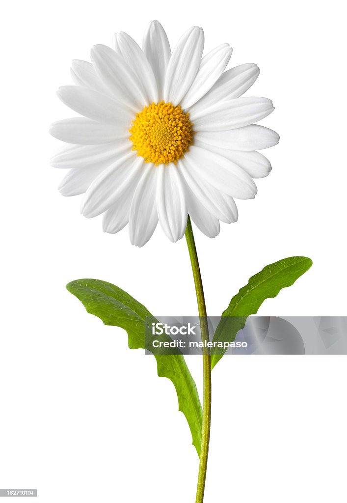 Daisy - Photo de Fleur - Flore libre de droits