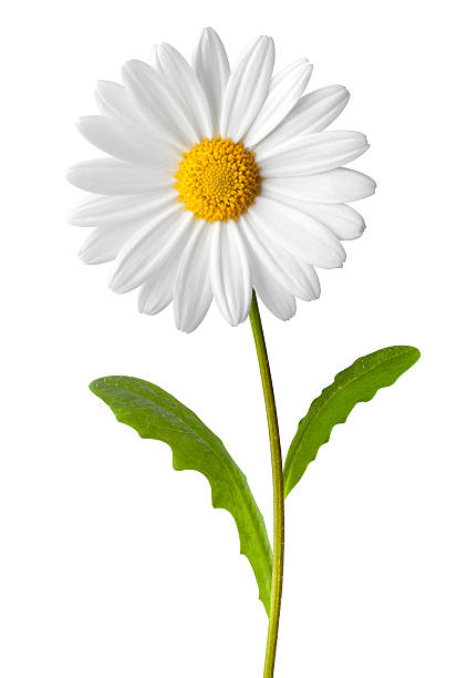 Daisy Daisy. Similar photographs from my portfolio: plant stem stock pictures, royalty-free photos & images