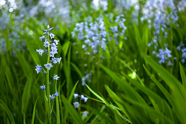 istock Scilla or Siberian Squill Close-up 182710130