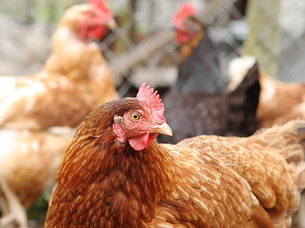istock A very fluffy chicken on a chicken farm 182710209