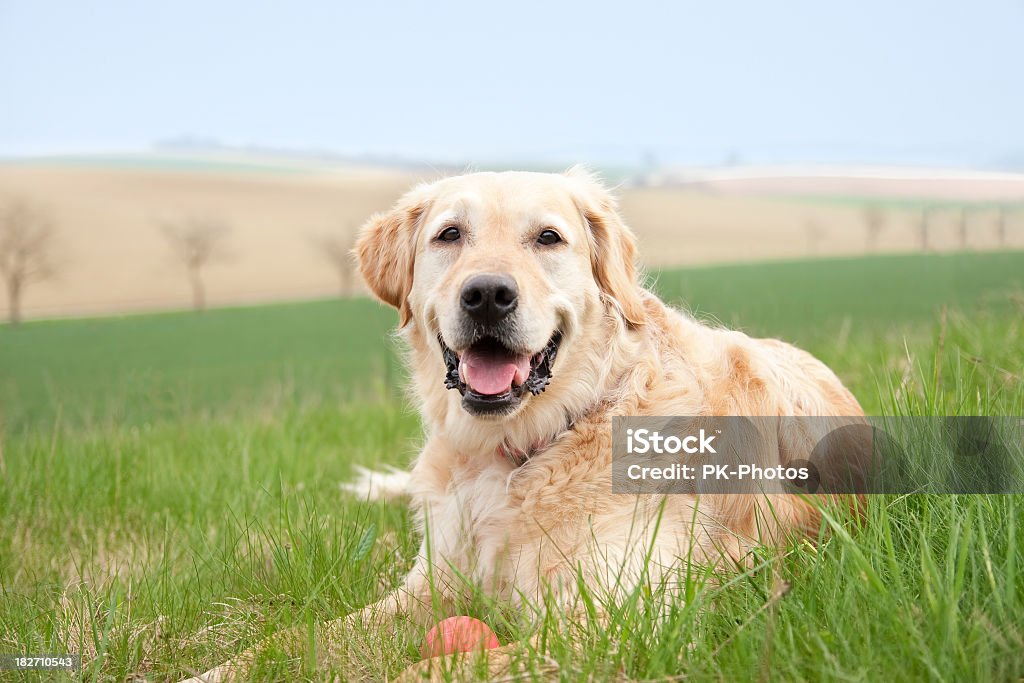 Juguetón Golden Labrador - Foto de stock de Acostado libre de derechos