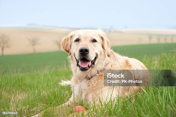 Juguetón Golden Labrador Foto de stock y más banco de imágenes de Acostado - Acostado, Aire libre, Amistad