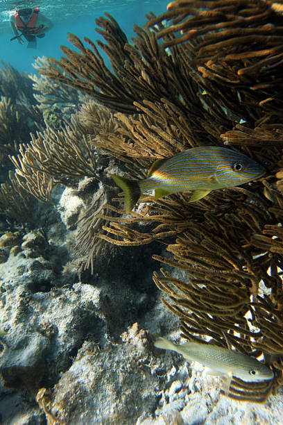 Young Man Snorkeling on Tropical Reef Fish hiding from young man snorkeling on a tropical coral reef. french grunt photos stock pictures, royalty-free photos & images