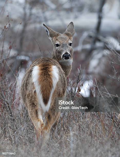 인명별 꼬리 사슴 암사슴 겨울에 대한 스톡 사진 및 기타 이미지 - 겨울, 몬태나, 사슴