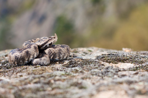 Horned viper resting on the rock. This species is the most venomous snake in Europe. Some photos from same series: