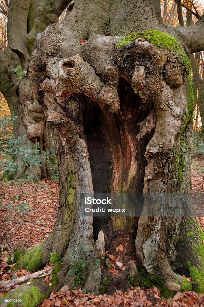 Vecchio albero gnarled con una grande cavità - Foto stock royalty-free di Albero