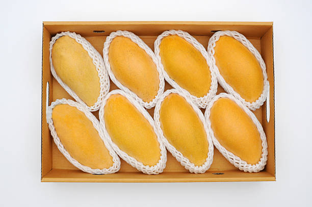 Alphonso Mango, the king of mangoes (Mangifera indica)