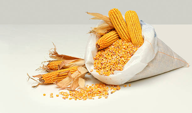골든 풍요의 뿔 on 실버 배경기술 - corn on the cob corn dry dried food 뉴스 사진 이미지