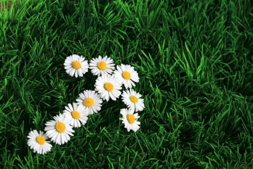 An arrow sign made of fresh daisies in the lawn. Space for text.