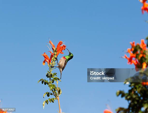 Nectarínia Em Laranja Madressilva Flor - Fotografias de stock e mais imagens de Alimentar - Alimentar, Ave canora, Azul