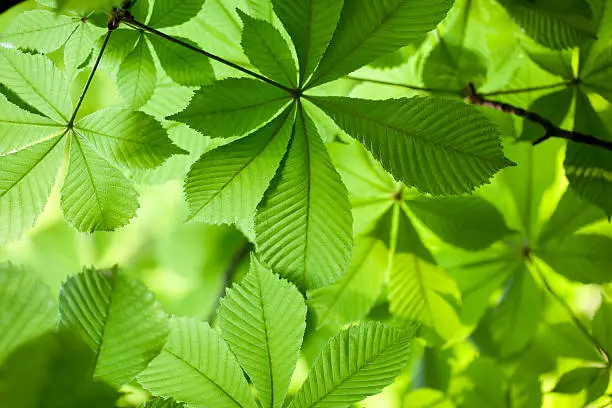 Fresh green leaves in forest. Horse Chestnut. To see more Leaves images click on the link below: