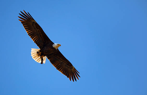 istock Bald Eagle Flying Blue Sky With Catfish in Talons 182713207