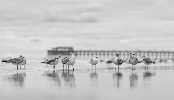 istock Bird in the salt marsh 1827132240