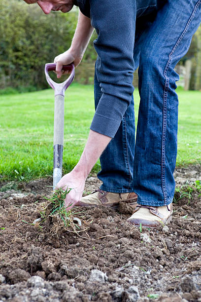 istock Gardener Digging Up Cooch Grass Weed Roots 182713271