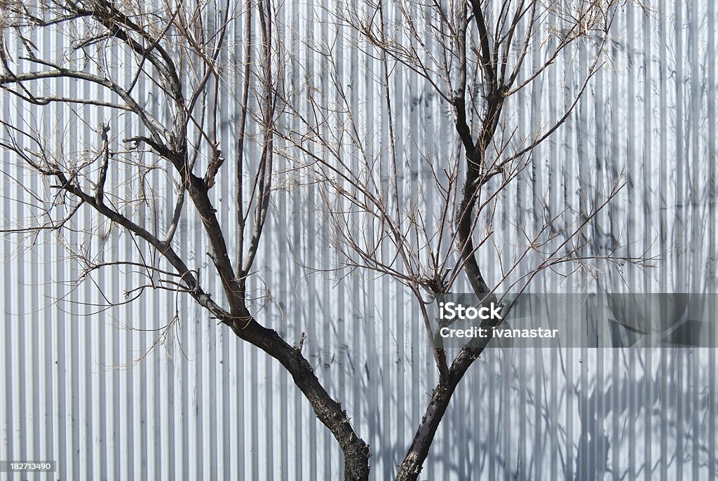 Twigs, Branches and Tree Twigs Branch - Plant Part Stock Photo