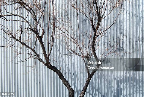 Twigs Branches And Tree Stock Photo - Download Image Now - Branch - Plant Part, Color Image, Corrugated Iron