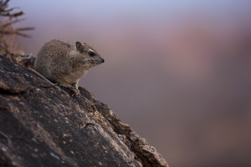 Lone tree hyrax soaking up warmth from the rocks at the end of the day.