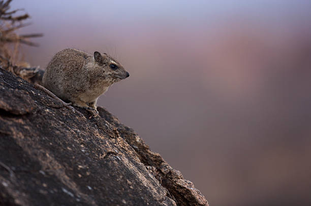 Tree Hyrax, Hyracoidea Lone tree hyrax soaking up warmth from the rocks at the end of the day. hyrax stock pictures, royalty-free photos & images