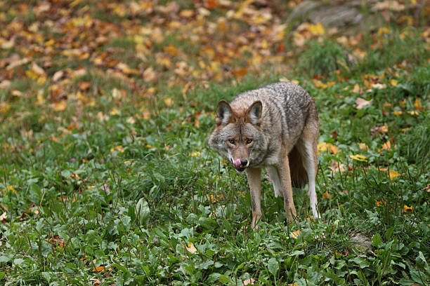 Coyote with Fall Background stock photo