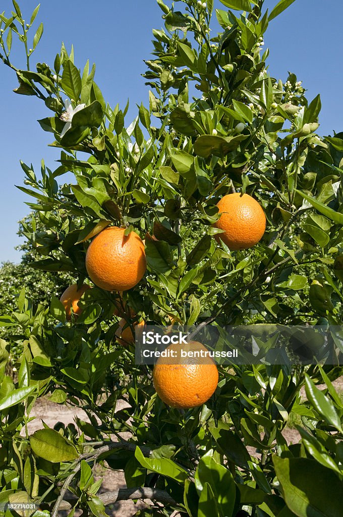 Orange - Lizenzfrei Agrarbetrieb Stock-Foto