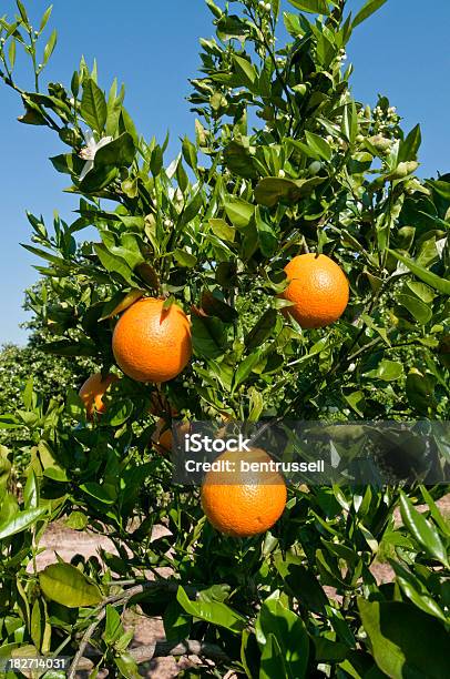 Orange Stockfoto und mehr Bilder von Agrarbetrieb - Agrarbetrieb, Baum, Blatt - Pflanzenbestandteile