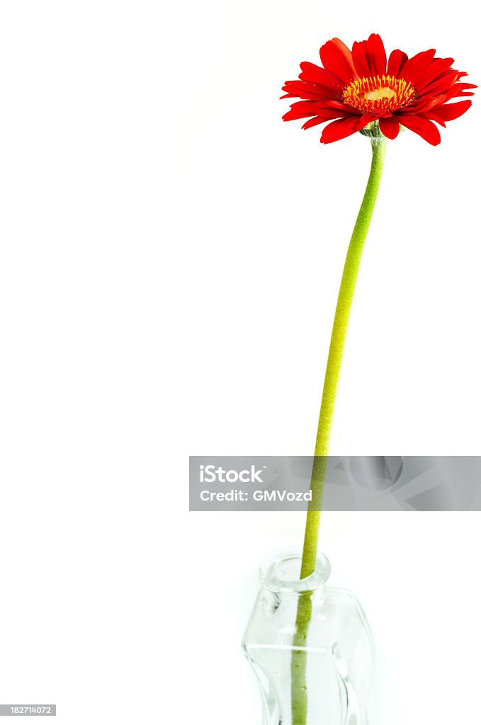 美しいレッドのデイジーの花 - カットアウトのロイヤリティフリーストックフォト