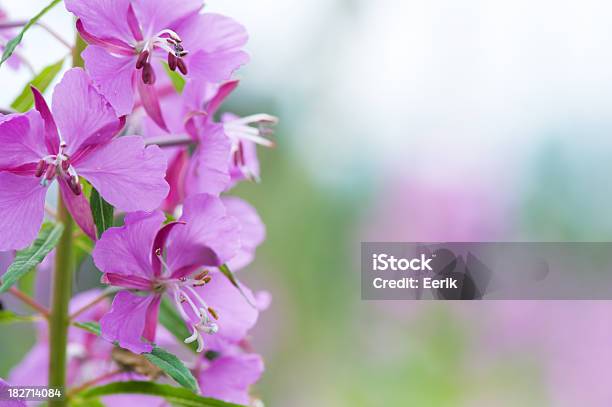 Fireweed Flower Stock Photo - Download Image Now - Copy Space, Fireweed, Flower