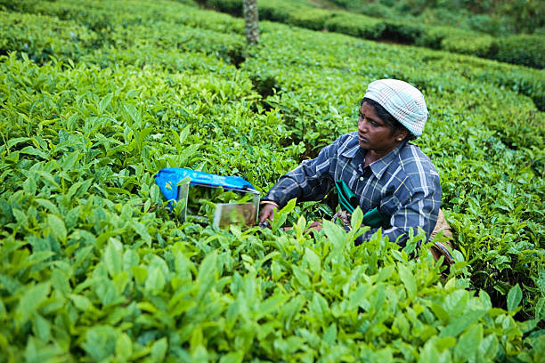 istock Woman harvesting tea leaves 182714302