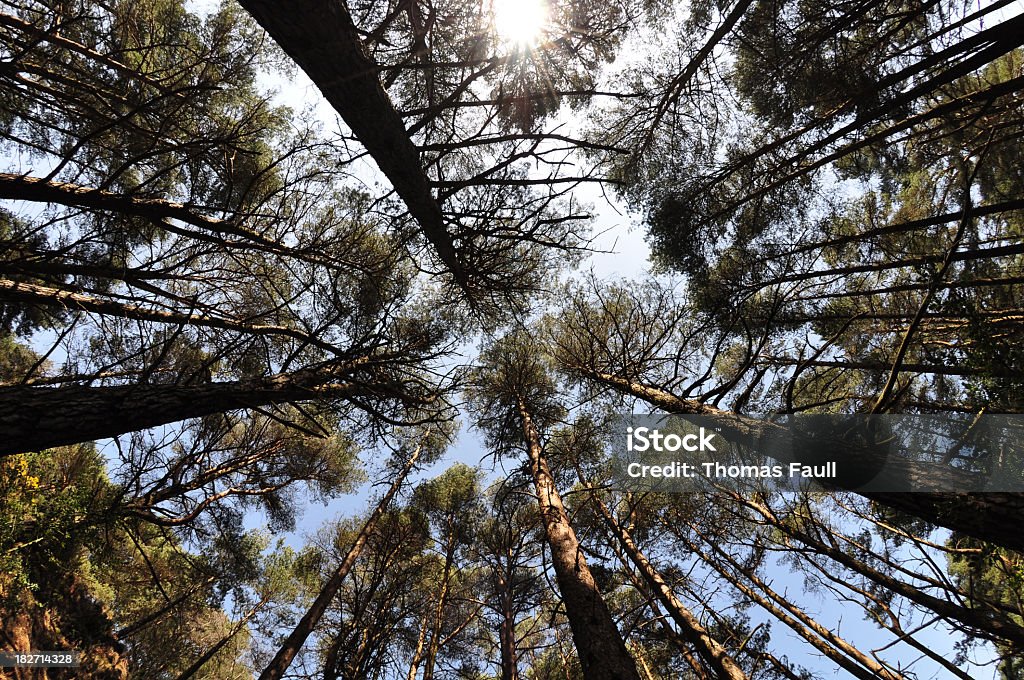 Mirando hacia arriba Woodland - Foto de stock de Abeto Picea libre de derechos