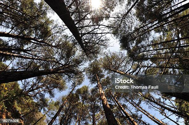 Mirando Hacia Arriba Woodland Foto de stock y más banco de imágenes de Abeto Picea - Abeto Picea, Abeto noruego, Alto - Descripción física
