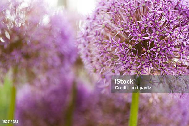 Alium - Fotografias de stock e mais imagens de Ao Ar Livre - Ao Ar Livre, Beleza natural, Botânica - Ciência de plantas