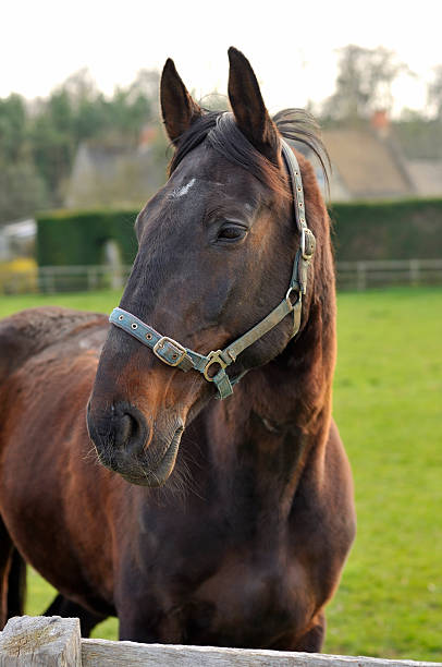 istock Portrait of a horse 182714508