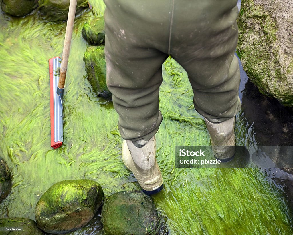 Alga verde de limpieza de las estrellas de agua de estanque - Foto de stock de Estanque libre de derechos