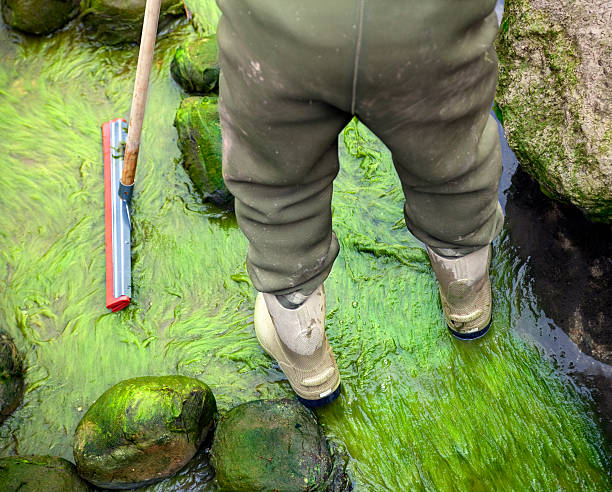 Cleanup of green algae from the bottom of the koi pond.See also..