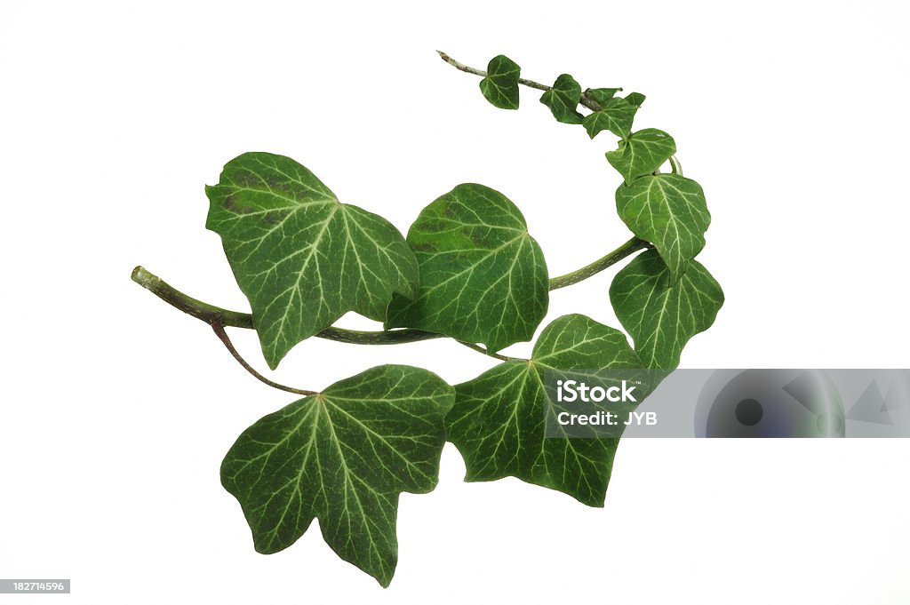 Ivy branch - Photo de Branche - Partie d'une plante libre de droits