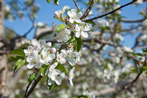 istock Apple Blossoms in Full Bloom on Clear Spring Day -Close-up 182714626